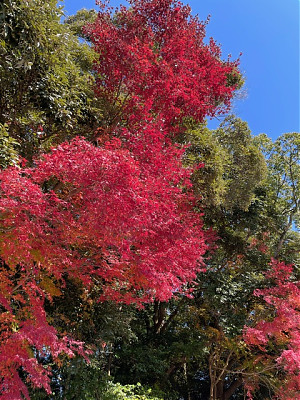 写メ日記